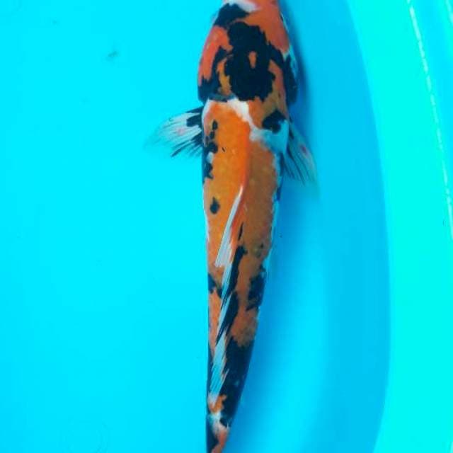 35 cm showa