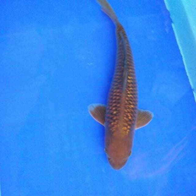 Cagoi 36cm male