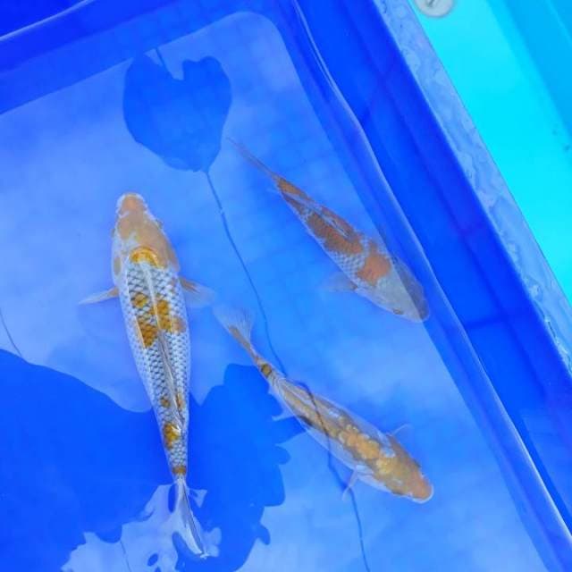 Uchiba -+ 16 CM - 21 CM