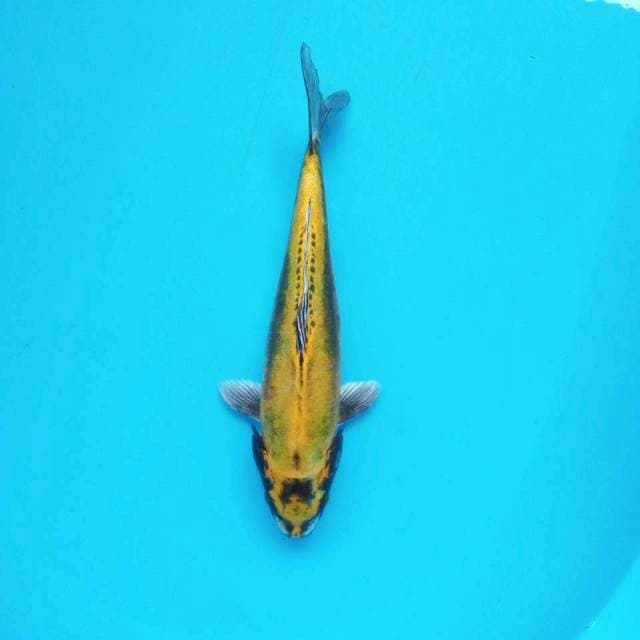Pisang*-+30cm