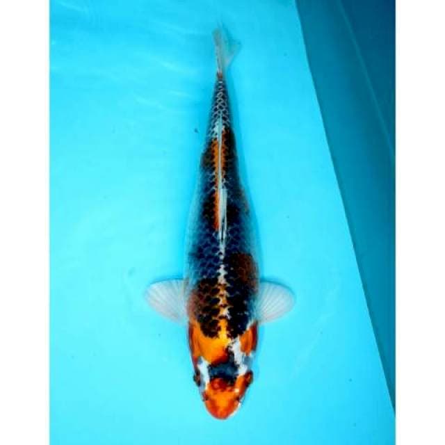 KUJAKU 33 CM FEMALE