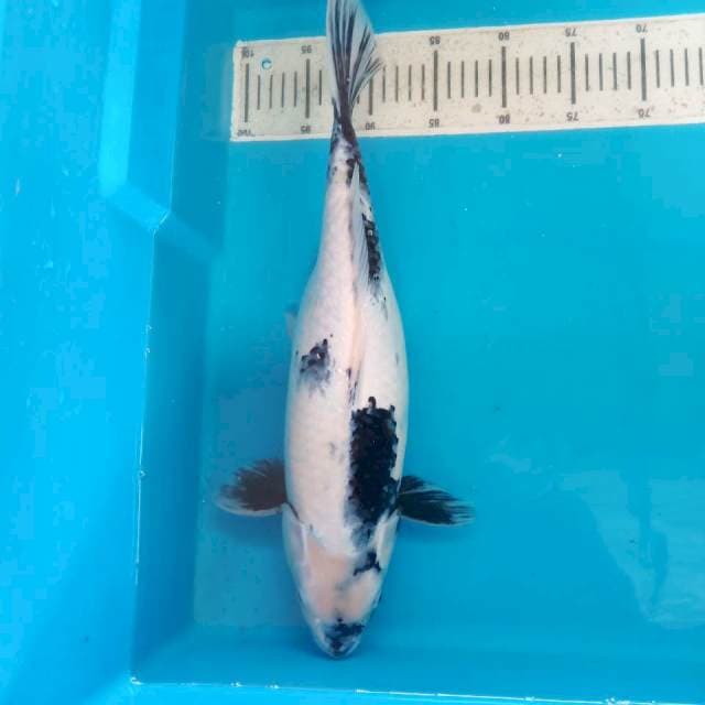 Shiro 45cm