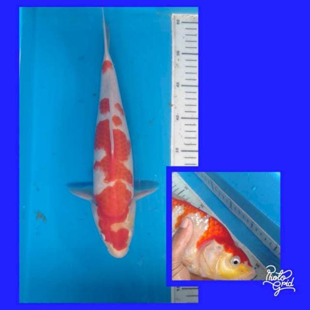 Kohaku istimewa munuk 37cm
