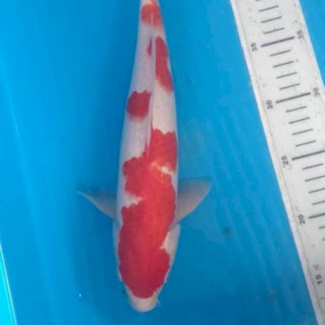 Kohaku inazuma original jantan 34cn