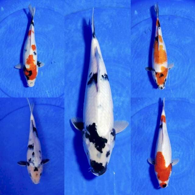 Mix 5ekor 30-33cm