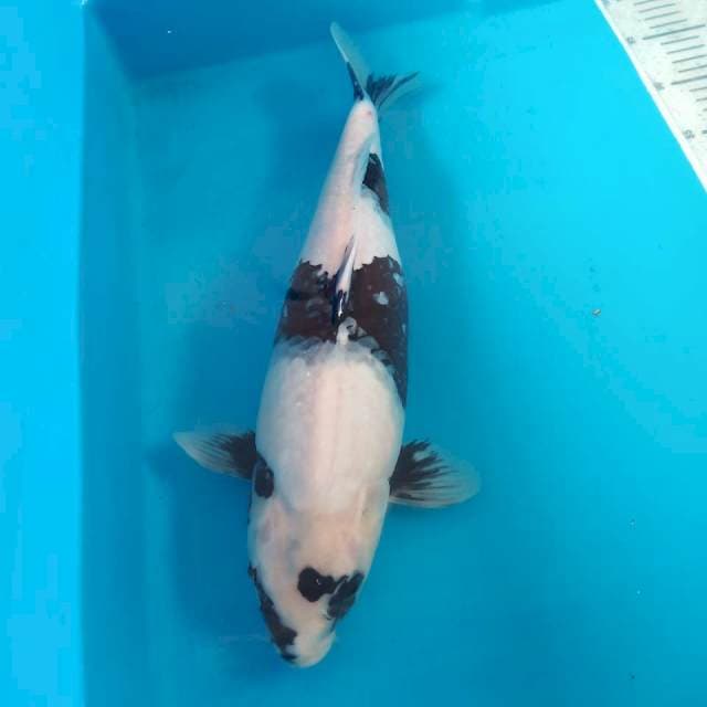Shiro 43cm