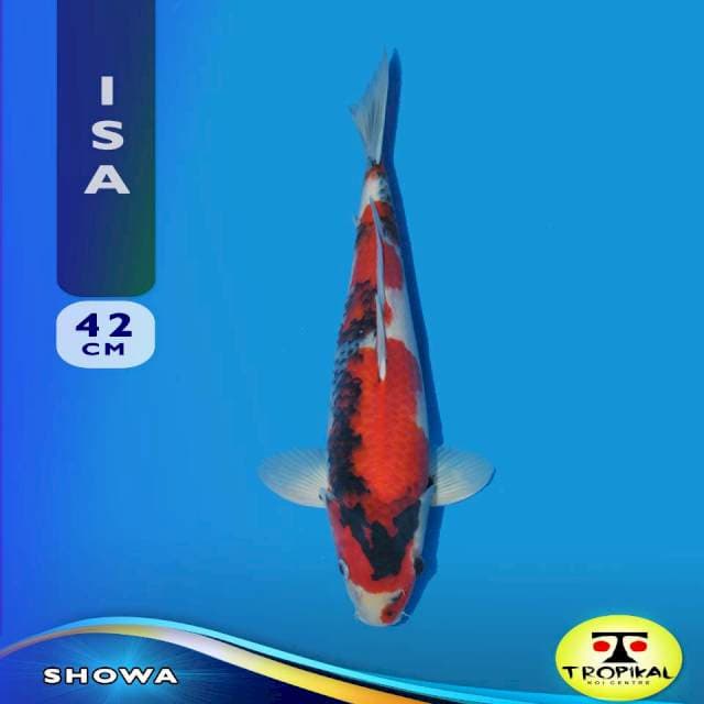 Showa (Isa)  42cm.  Import dan Sertifikat