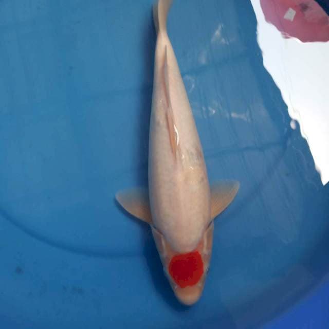 Tancho kohaku 35cm