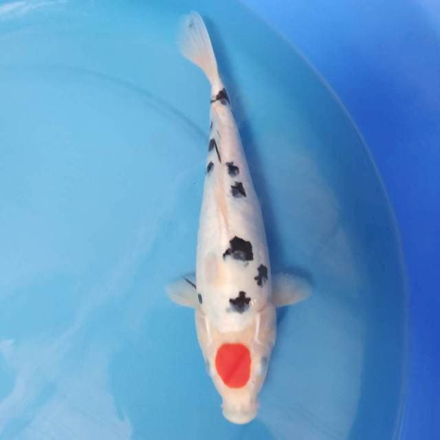 Tancho sanke 30cm