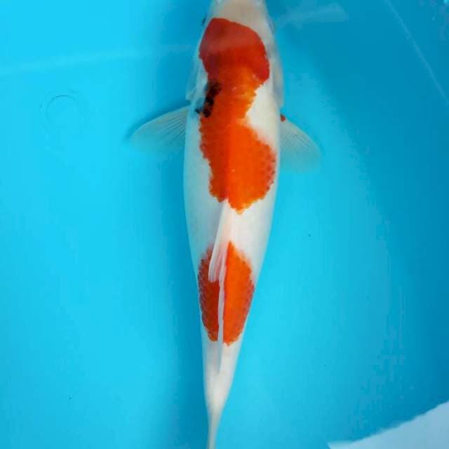 Sandan sanshoku