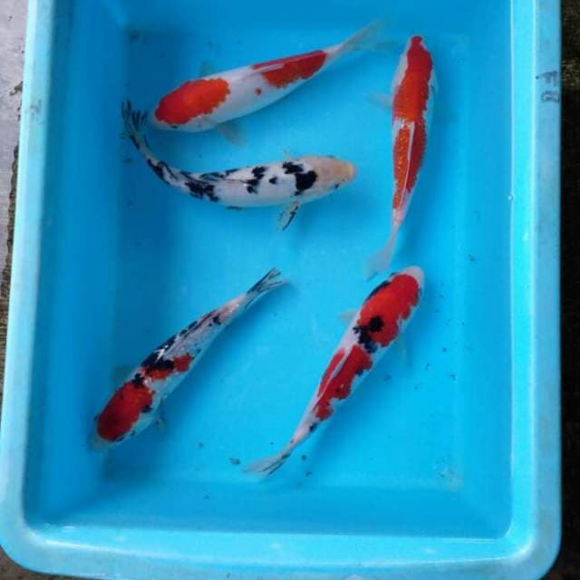 Paket Mix 5 Ekor.
