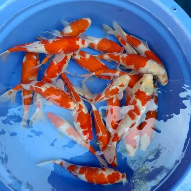 Kohaku 27cm-33cm 20 ekr