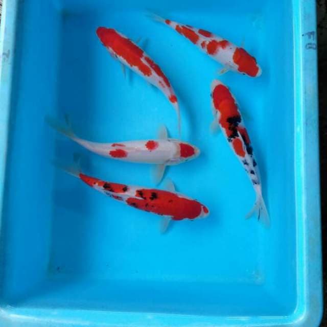 Paket Mix 5 Ekor