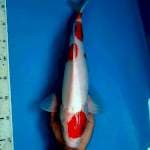 Kohaku Male, 39cm