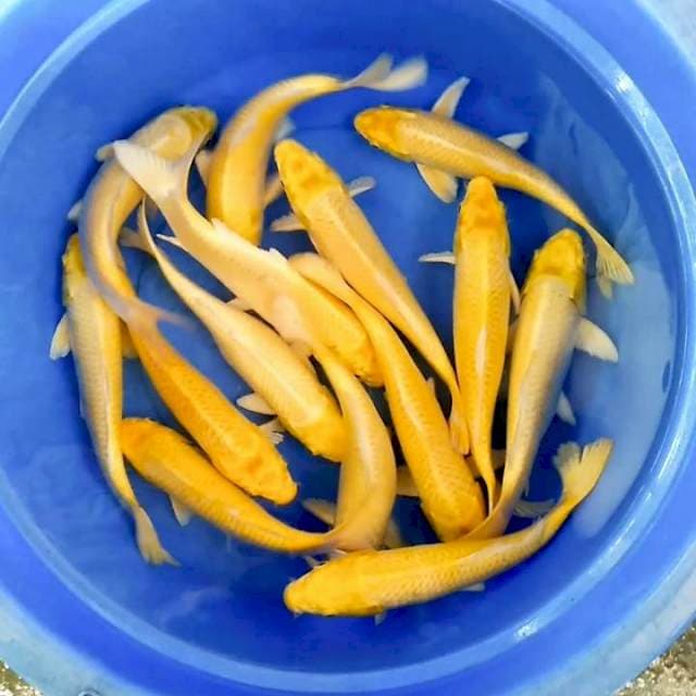 Paket yamabuki ogon 14 ekor 