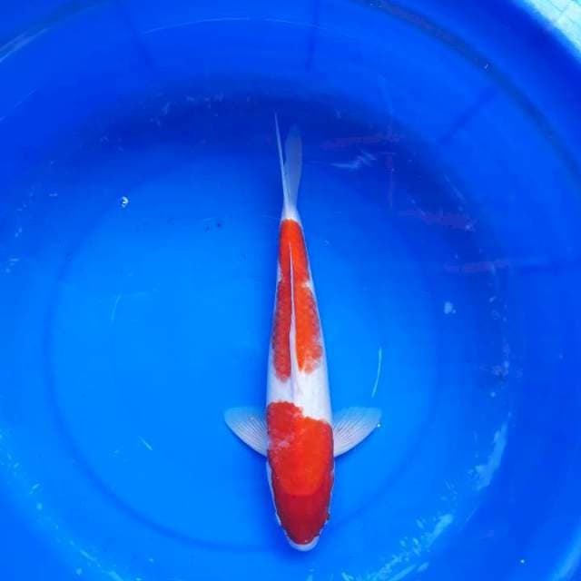 Kohaku Bakat Jumbo