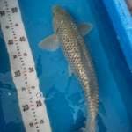 Soragoi Ginrin Male 42cm