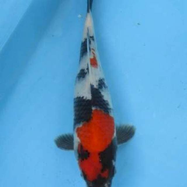 Showa 25cm Male