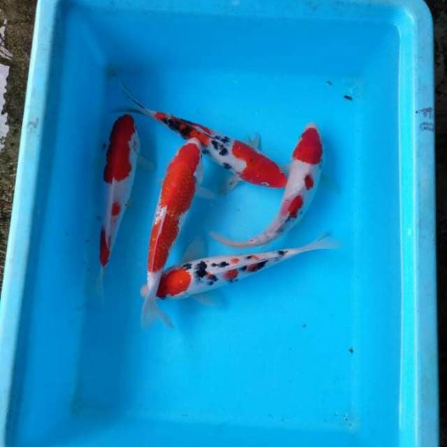 Paket Mix 5 Ekor