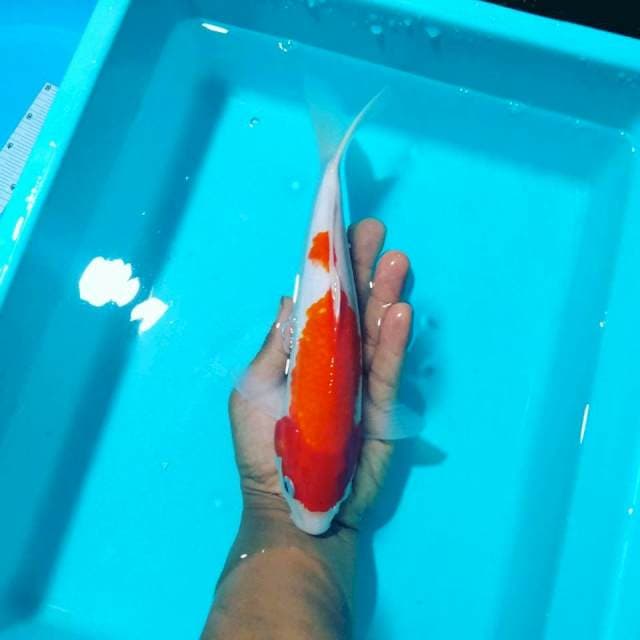 Kohaku 25cm