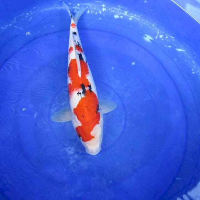 Sanke ±35cm