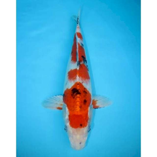 HEISHI NISHIKI 32 CM FEMALE