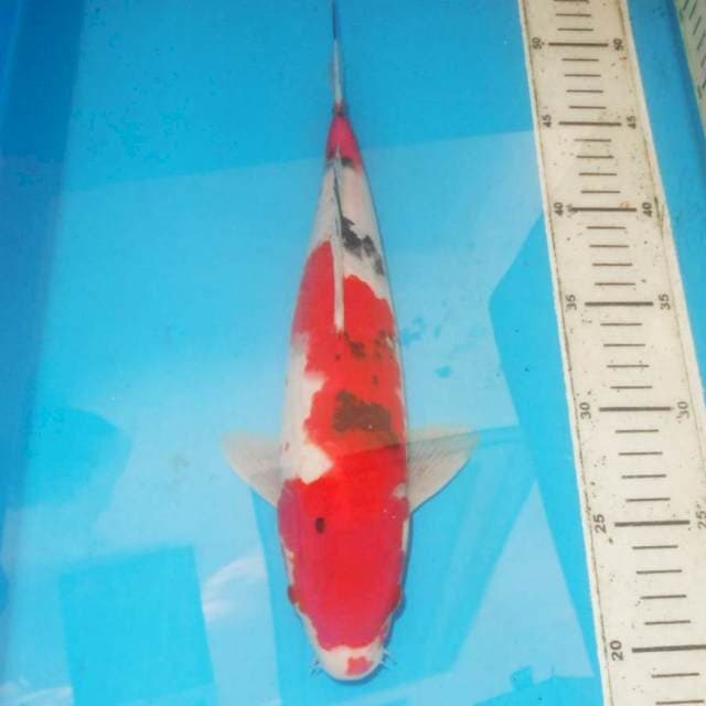 KUCIBENI SANKE