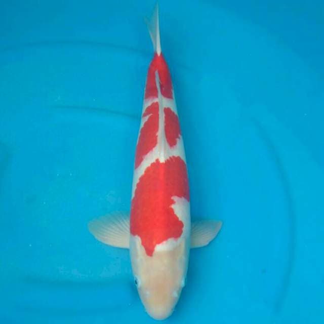 Ogata Jumbo Female Kohaku