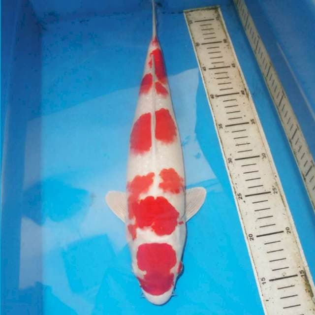 YONDAN KOHAKU HIKARI