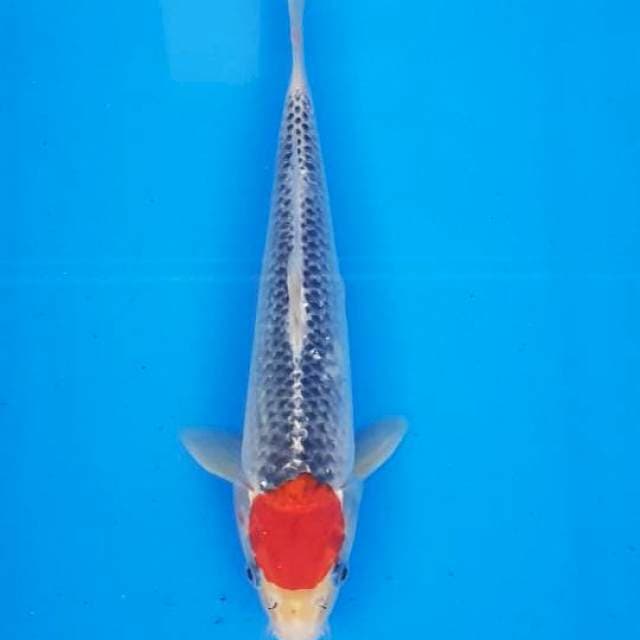 ORIGINAL TANCO GHOSIKI 28CM