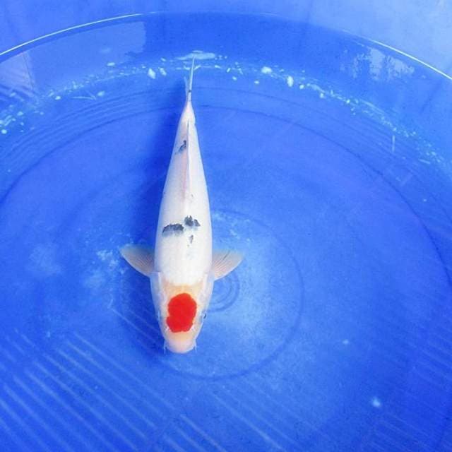 Tancho orii ±31cm