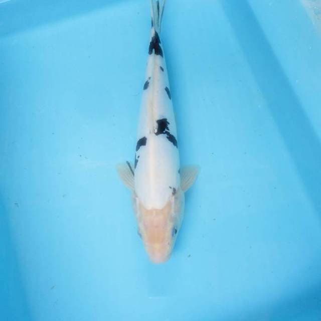 Doitsu murni ±32cm super white