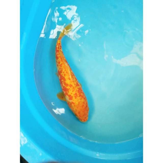 ANTIK 36 CM