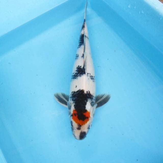 Tancho ori ±30cm