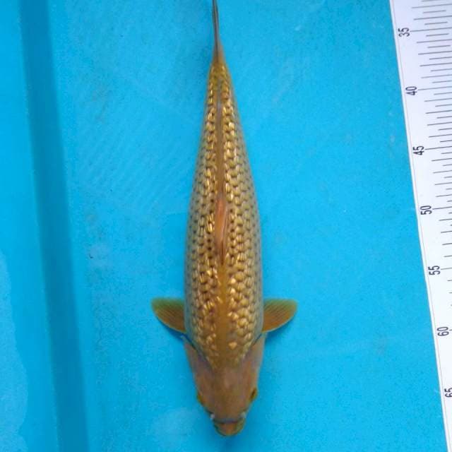 Midori 35cm ginrin F1 Calon bongsor