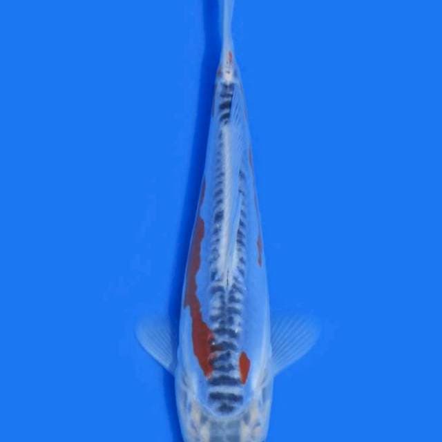 Shusui (Yamaju)  17cm. Import dan Sertifikat 