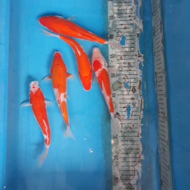 Kohaku