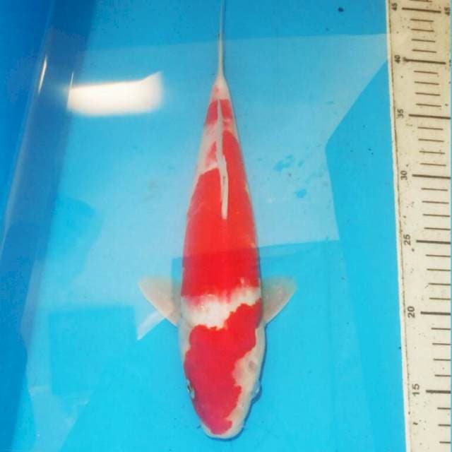 KOHAKU TERPEDO