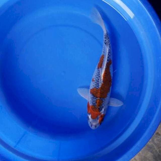 Ghosiki 31cm 0riginal