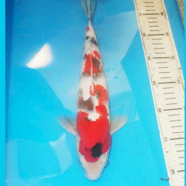 35cm DALMATION SANSHOKU