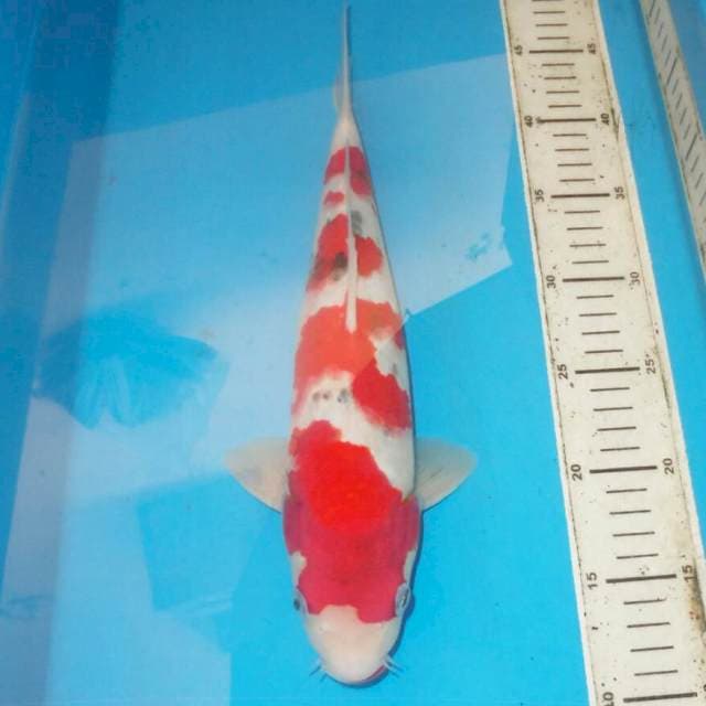 35cm SANKE ISTIMEWA