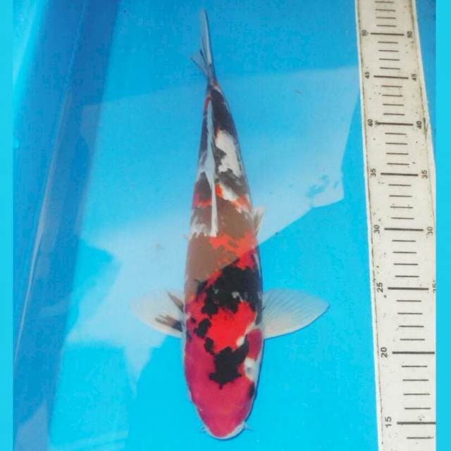 34cm KINDAI SHOWA ABSTRAK