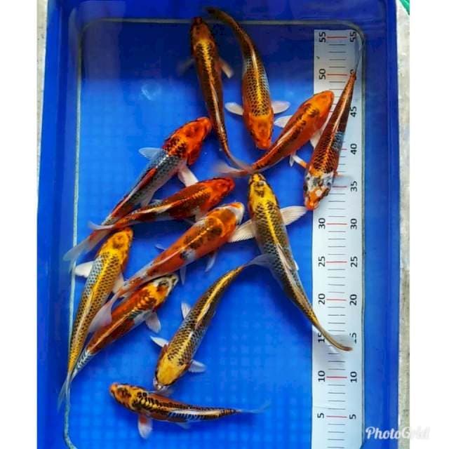 Paket jos original 12 ekor