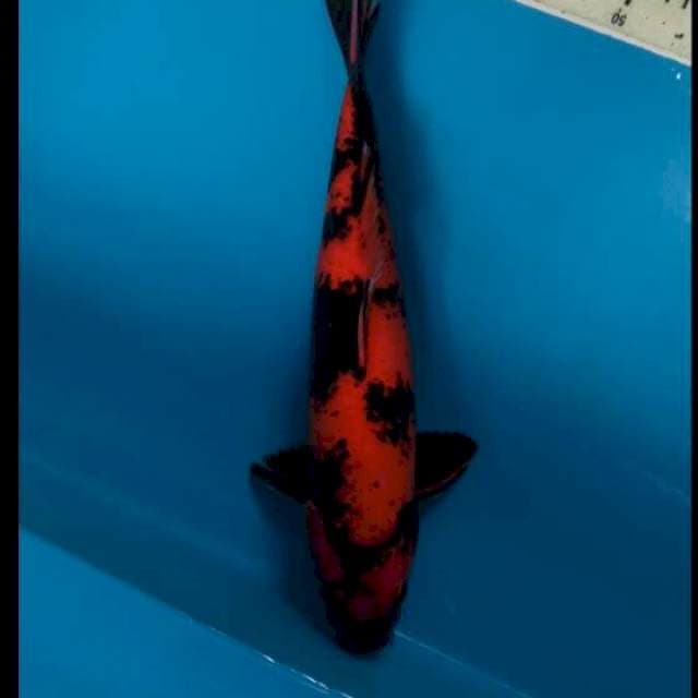 Strong Hiu 39cm Male