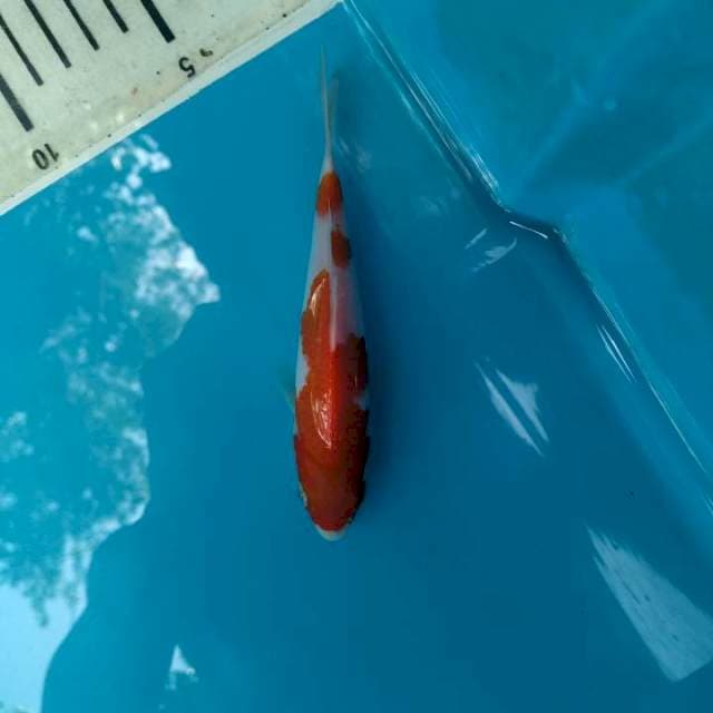 Kohaku biasa 13cm