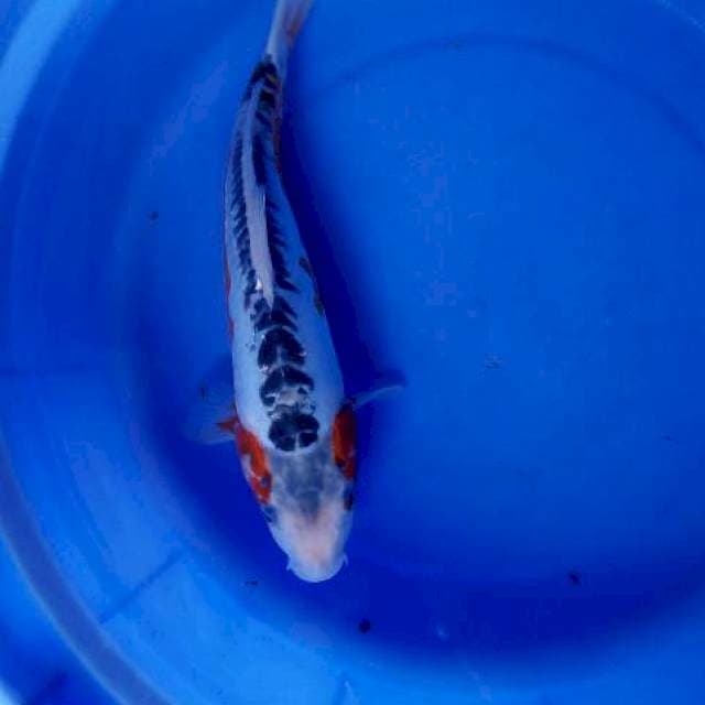 Shusui 32cm
