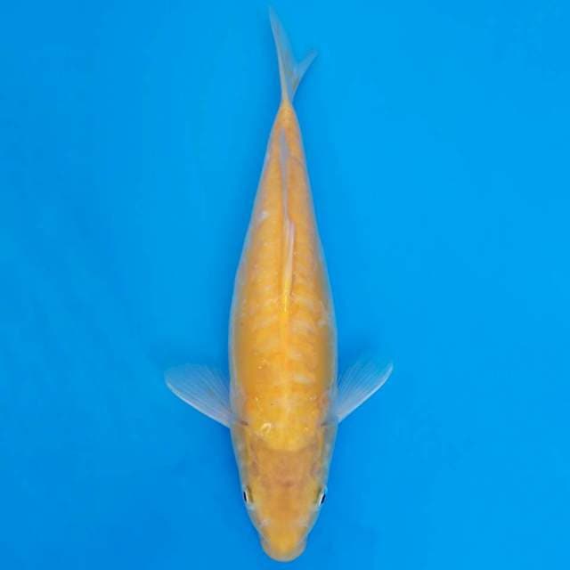 Sisik naga karashi 32cm