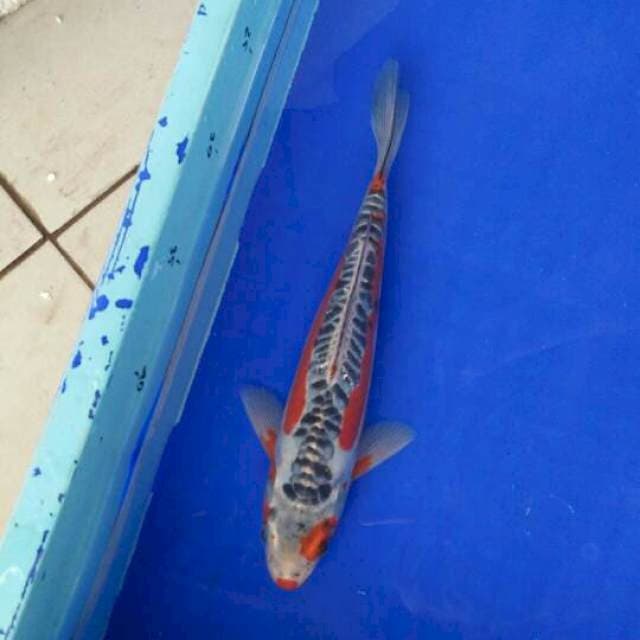 HanatShuki 27cm