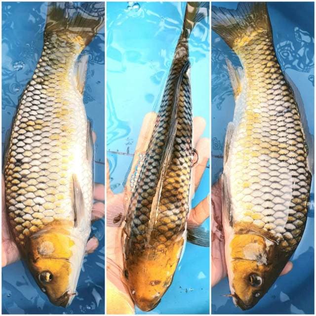 Ochiba 31cm
