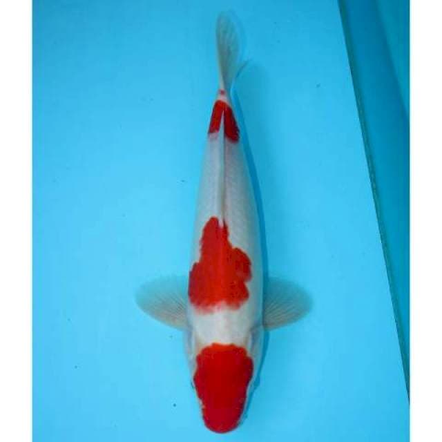 KOHAKU SANDAN 32 CM MALE